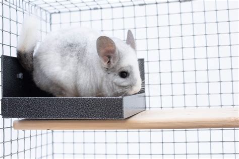 chinchilla litter box metal|clay chinchilla.